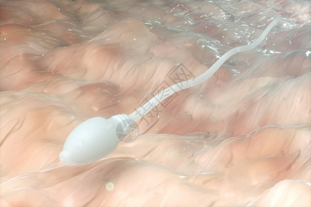 精子卵子相遇图三维受精模型场景设计图片