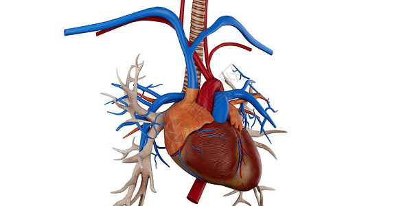 心室解剖心脏结构设计图片