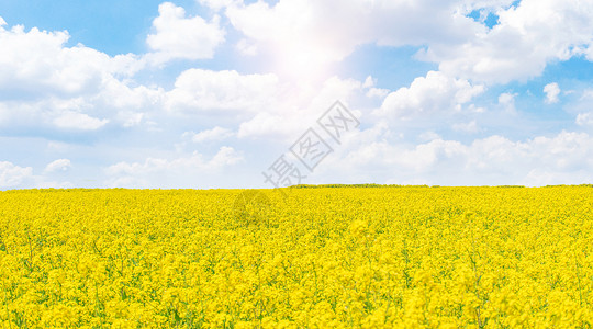 油菜籽春天油菜花设计图片