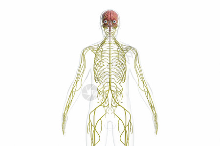 中枢神经3D神经系统设计图片