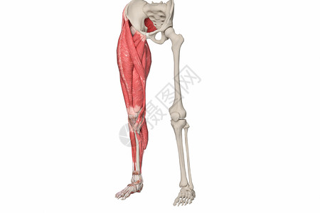 骨盆肌肉下肢结构设计图片