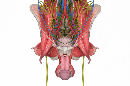 男性骨盆3D睾丸的高清图片