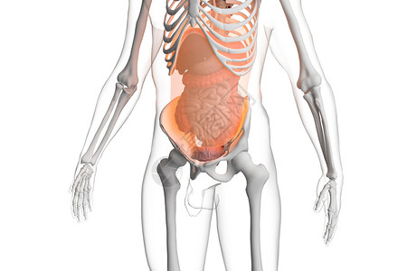 人体腹膜3D浆膜炎高清图片