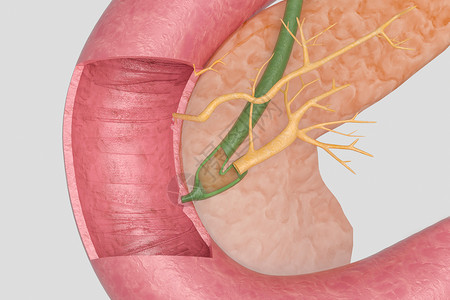 胰腺解剖人体结构插胃管高清图片