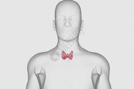 内分泌腺甲状腺解剖学设计图片