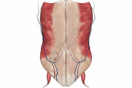 女性腹部人体结构前腹壁高清图片