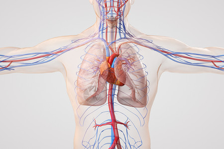 人体呼吸呼吸循环系统设计图片