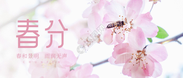 槐花蜜春分节气微信公众封面gif动图高清图片