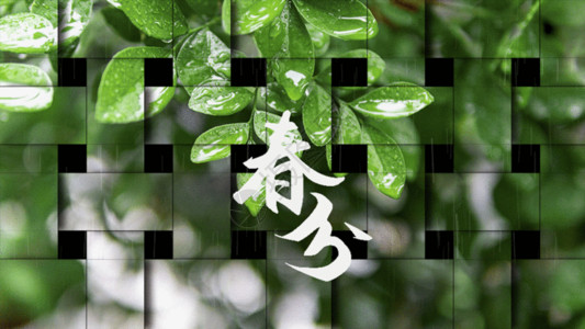 植物存照片生机绿叶春分gif动图高清图片