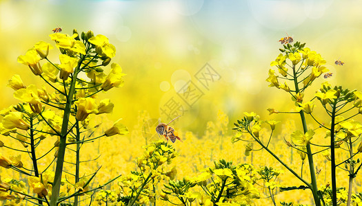 花和蜜蜂油菜花背景设计图片