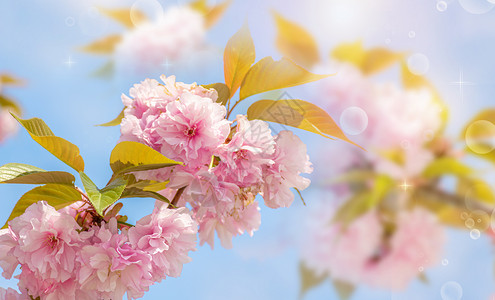 春天看花清新樱花设计图片