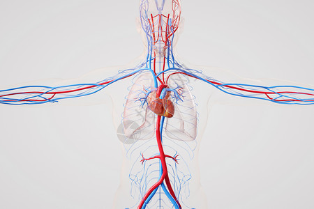 血氧仪心肺循环系统设计图片
