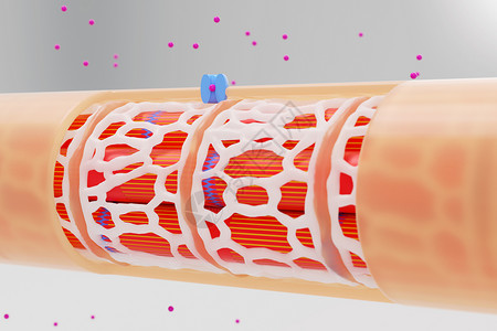 透明管心脏钙离子交换场景设计图片