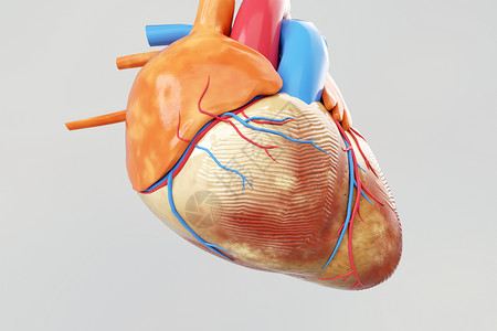 心肌3D人体钙通道高清图片