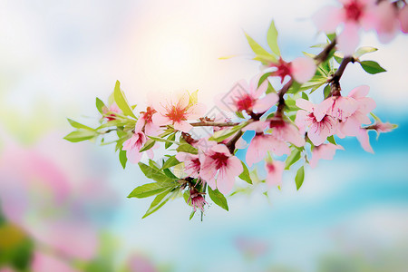 唯美桃花春天花朵背景图片