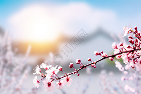 春天冬天唯美樱花背景设计图片