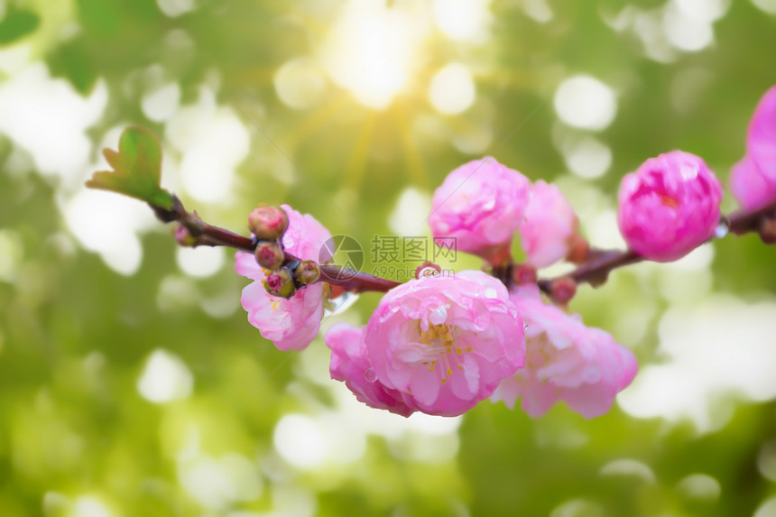 清新桃花花朵背景图片