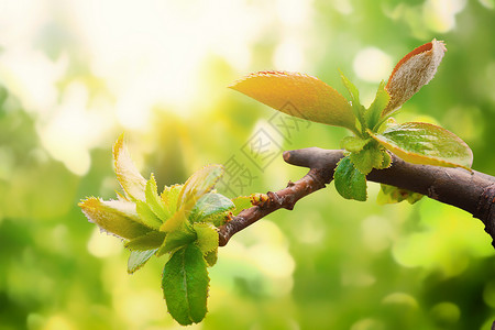 春天树枝发芽春天唯美绿色发芽背景设计图片