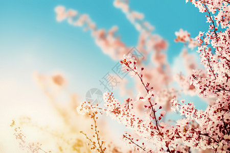 盛开鲜花清新樱花春天花朵背景设计图片