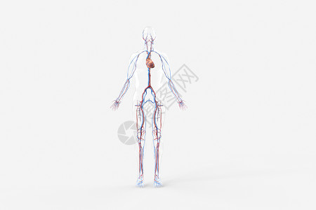 毛细血管三维心血管系统设计图片