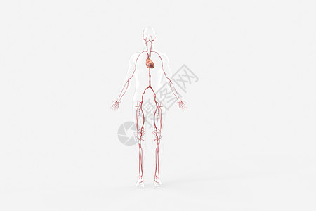 富氧油三维动脉模型设计图片