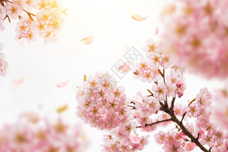 万物逢春唯美樱花设计图片
