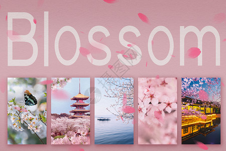 风景相册樱花照片背景设计图片