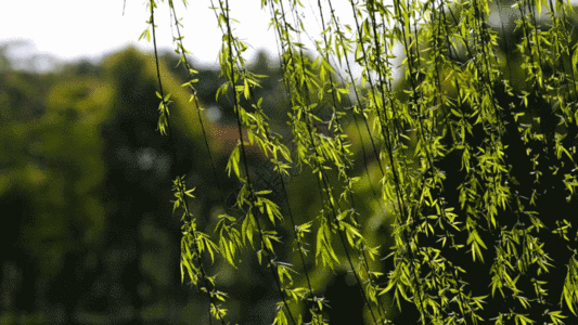 春天自然风景水面的垂柳柳树随风飘动GIF图片