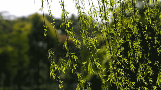 绿枝条春天自然风景水面的垂柳柳树随风飘动GIF高清图片