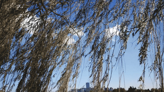 垂柳素材实拍风吹树叶空境GIF高清图片