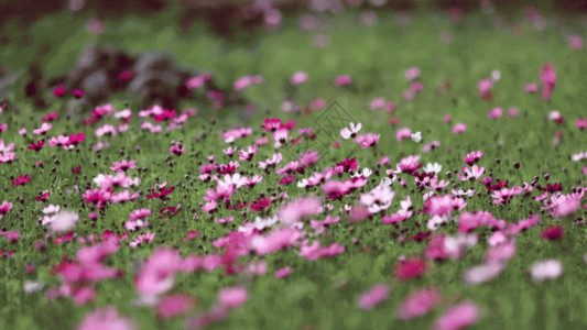 春季花海春天花海蝴蝶自由玩耍GIF高清图片