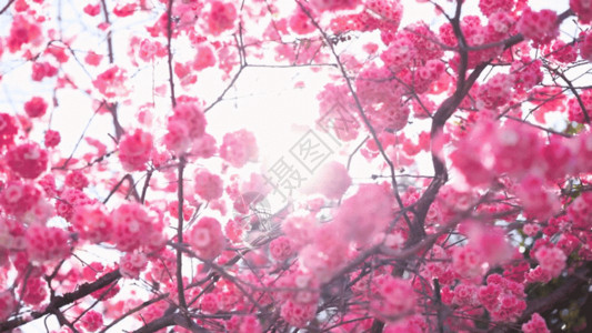 演出阳光明媚实拍春日阳光明媚透过樱花风光GIF高清图片