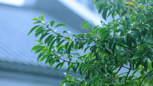 油纸伞彩绘暴雨雨中的树叶植物GIF高清图片