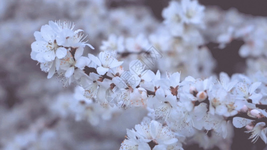 纯白色楼梯实拍春暖花开唯美特写白色樱花盛开GIF高清图片