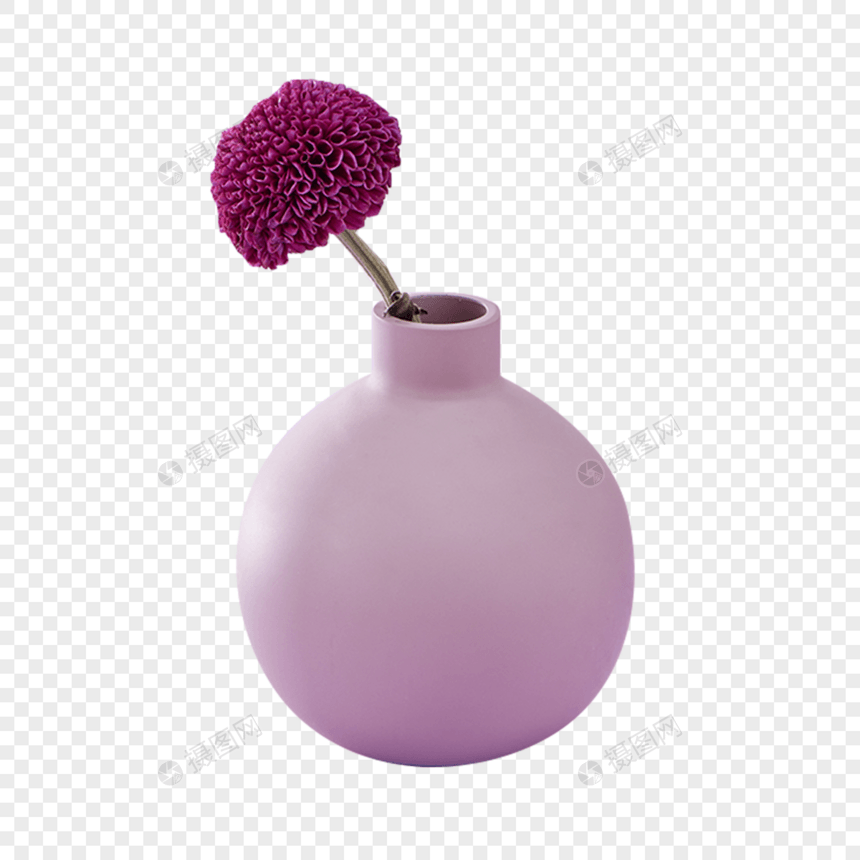 紫色小雏菊图片