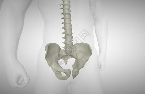 脊椎模型强直性性脊柱炎设计图片