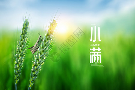 稻谷小麦与黄牛清新光晕小满麦田设计图片