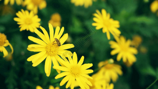 夏天的空实拍升格初夏小雏菊上蜜蜂采蜜空镜头实拍GIF高清图片
