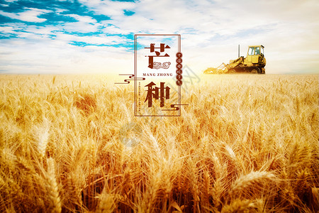 水稻收割麦田收割机芒种设计图片