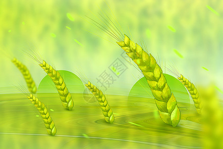 麦子熟了麦穗背景设计图片