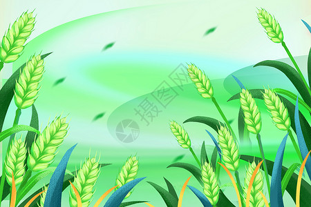 小麦生长清新麦穗背景设计图片