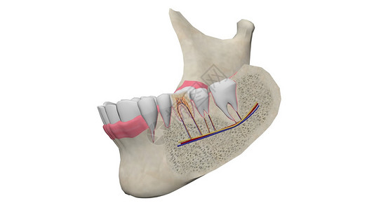 牙齿横截面3D人体颌高清图片