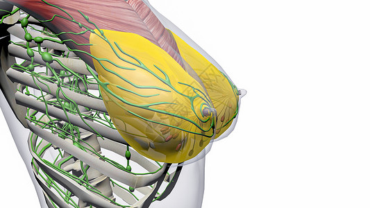 乳房解剖乳糜池肋间高清图片