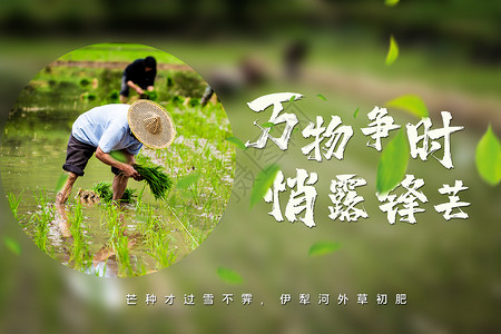 水稻耕种清新芒种劳作海报设计图片