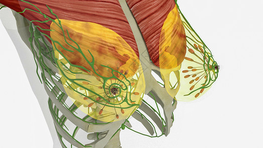 乳腺癌人体结构大管高清图片