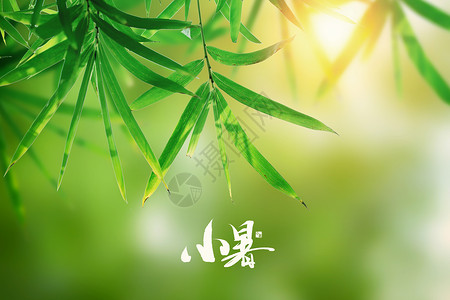 清新简洁小暑传统节气宣传海报小暑唯美绿色竹林设计图片