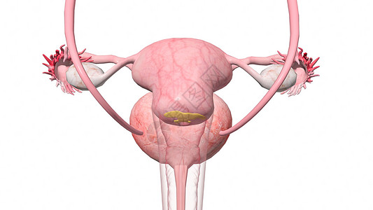 巴士囊肿(前庭大腺囊肿）淋病：女性骨盆解剖学设计图片