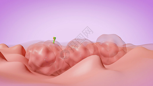 洋葱表皮细胞人类表皮生长因子受体2(HER2)设计图片