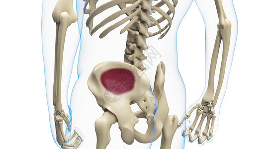 骨髓活检紧凑骨骼髋骨高清图片