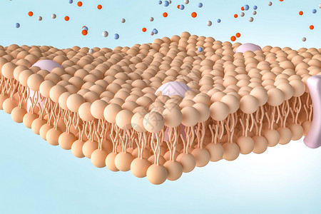 磷脂分子3D细胞膜微观场景设计图片